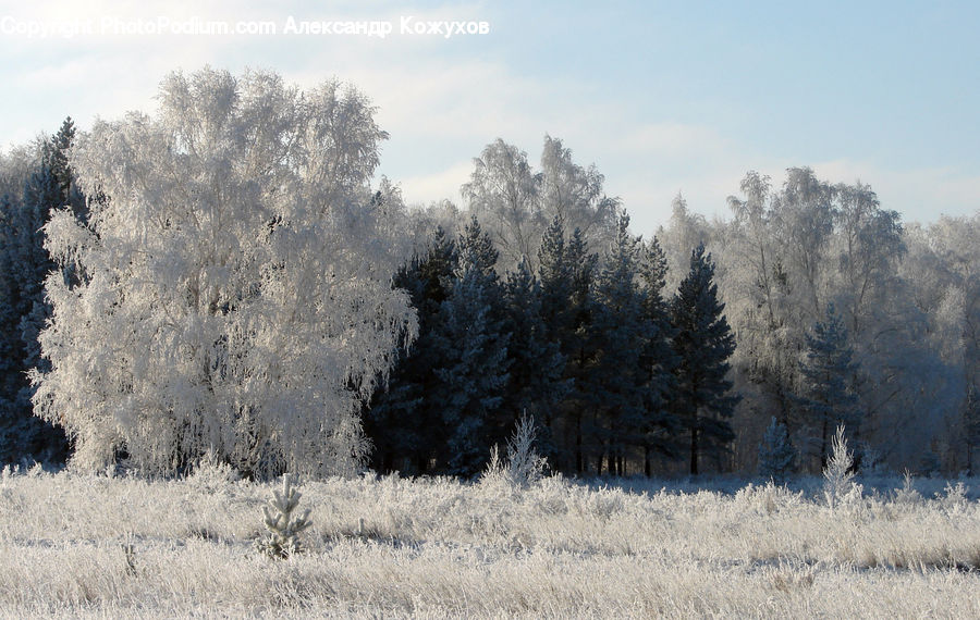 Frost, Ice, Outdoors, Snow, Landscape, Nature, Scenery