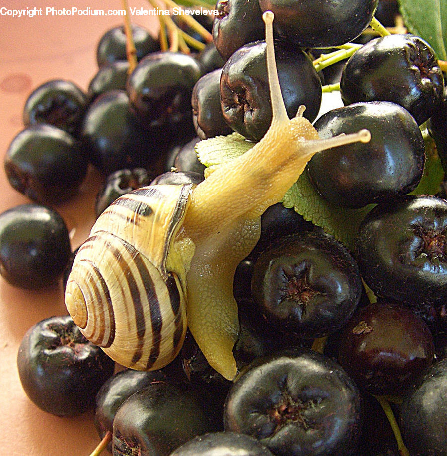 Snail, Fruit, Grapes, Acorn, Plant