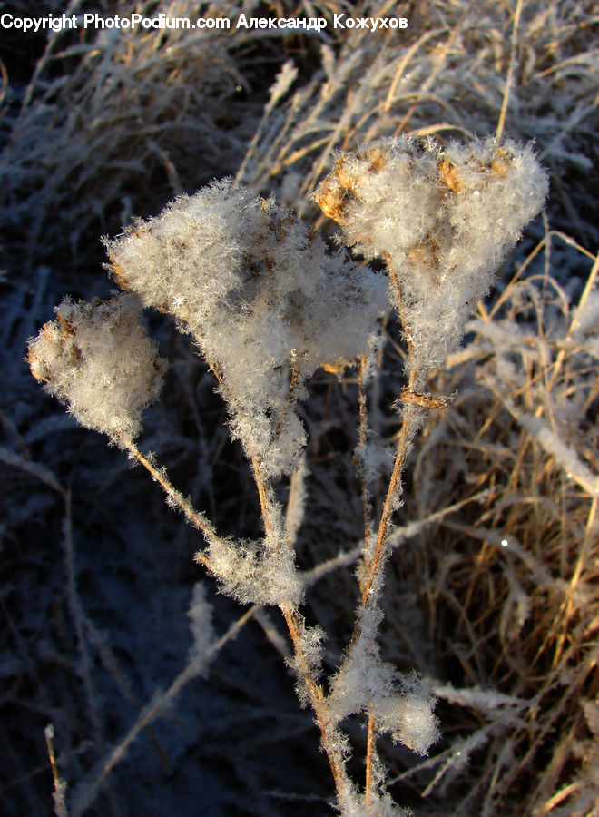 Frost, Ice, Outdoors, Snow, Field, Grass, Grassland