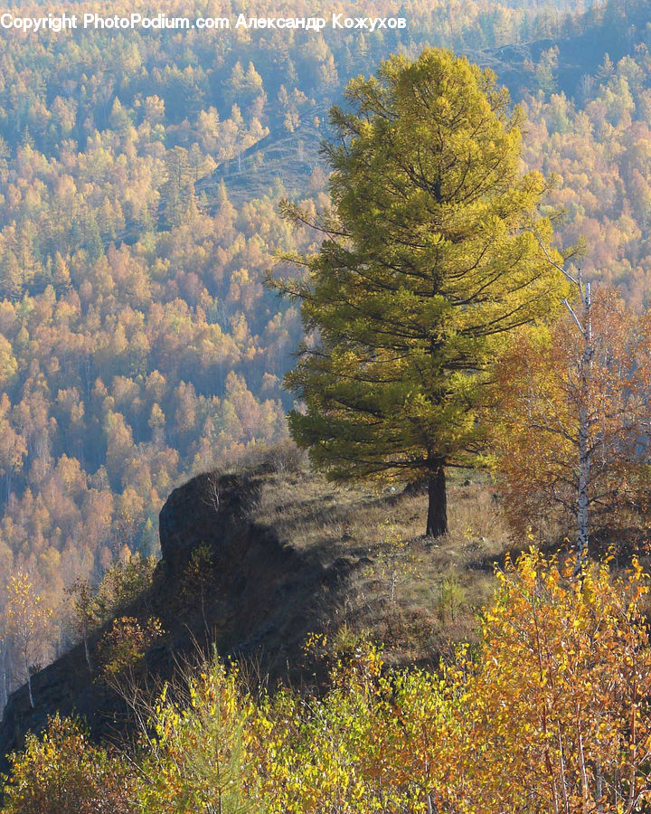 Conifer, Larch, Tree, Wood, Fir, Plant, Bush