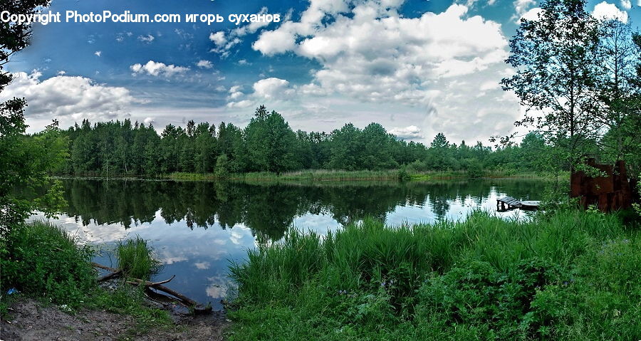 Plant, Tree, Countryside, Outdoors, Conifer, Fir, Pond