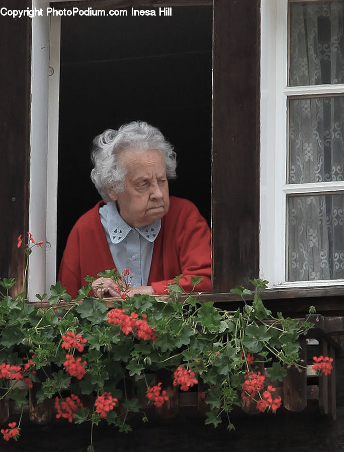 Blossom, Flora, Flower, Geranium, Plant, People, Person