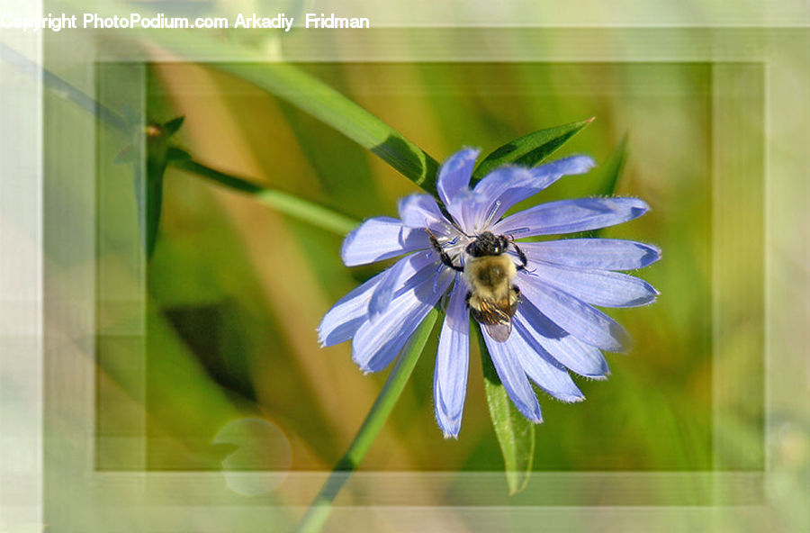 Bee, Insect, Invertebrate, Blossom, Flora, Flower, Geranium