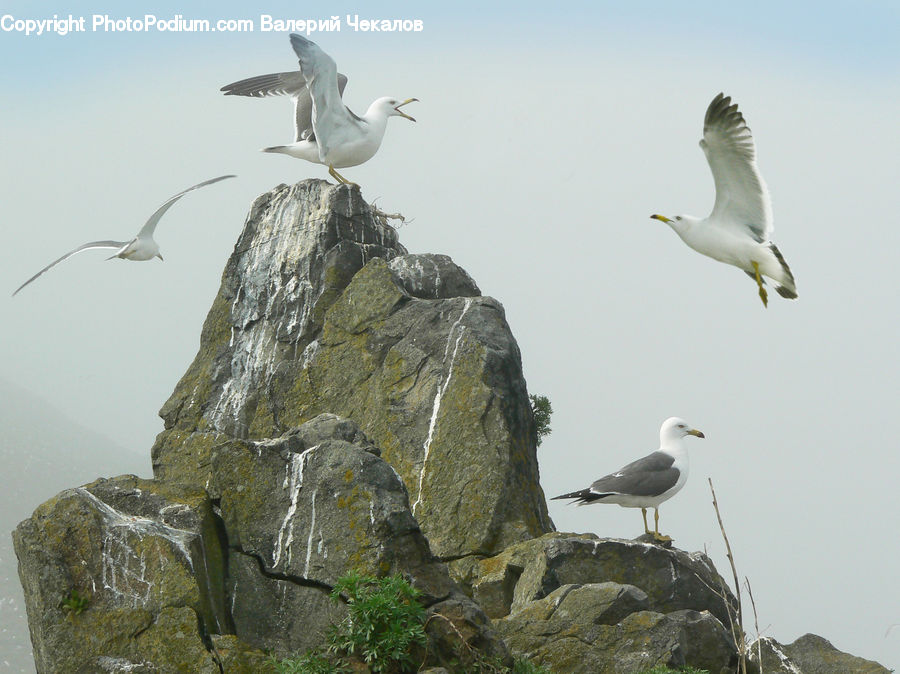 Bird, Seagull, Crane Bird, Heron, Rock, Booby, Fence