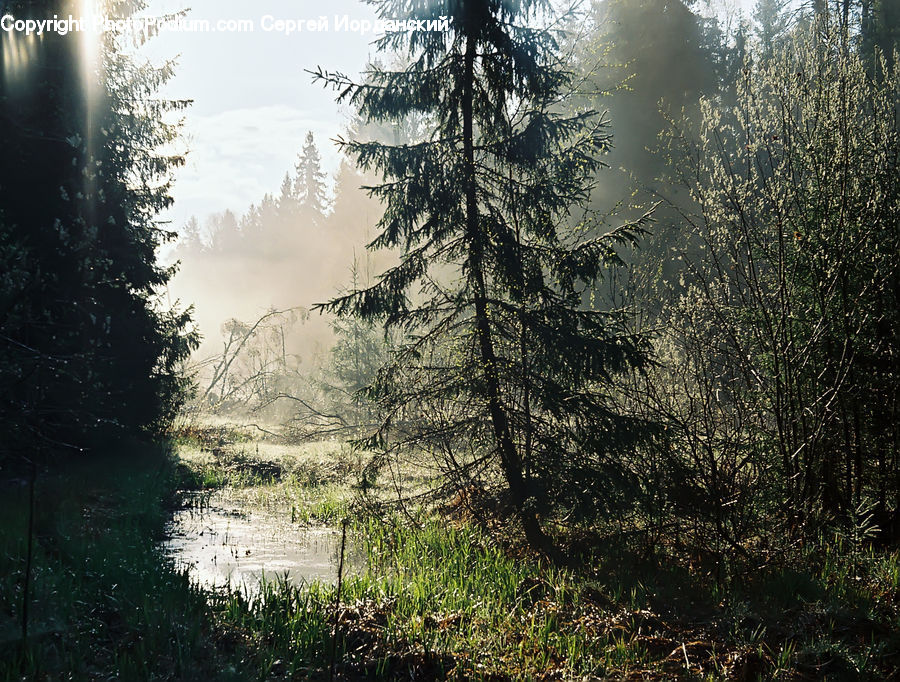 Conifer, Fir, Plant, Tree, Flare, Light, Sunlight