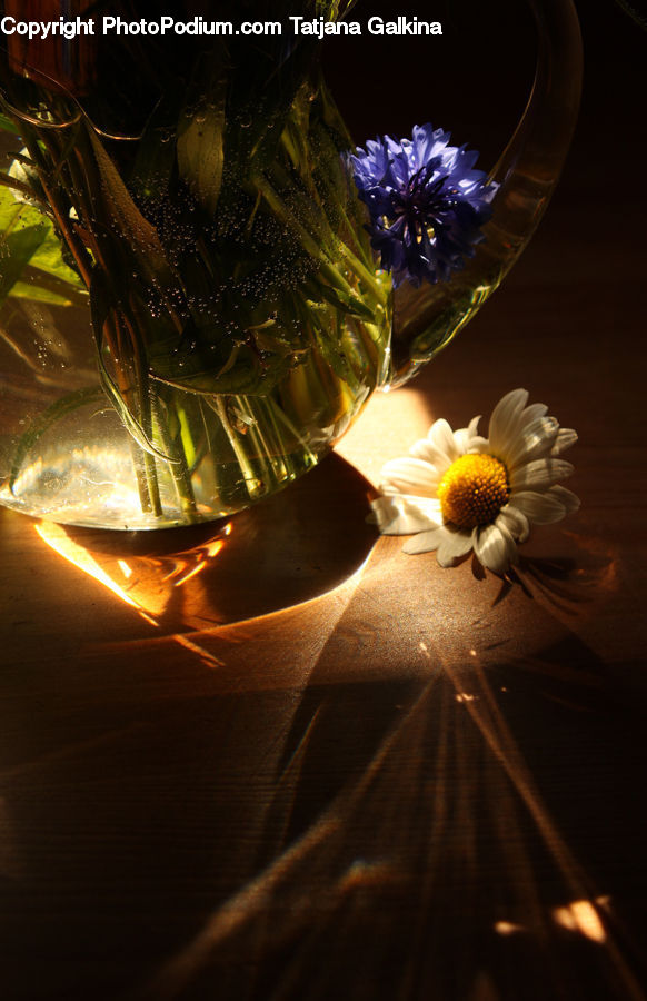 Daisies, Daisy, Flower, Plant, Glass, Goblet, Asteraceae