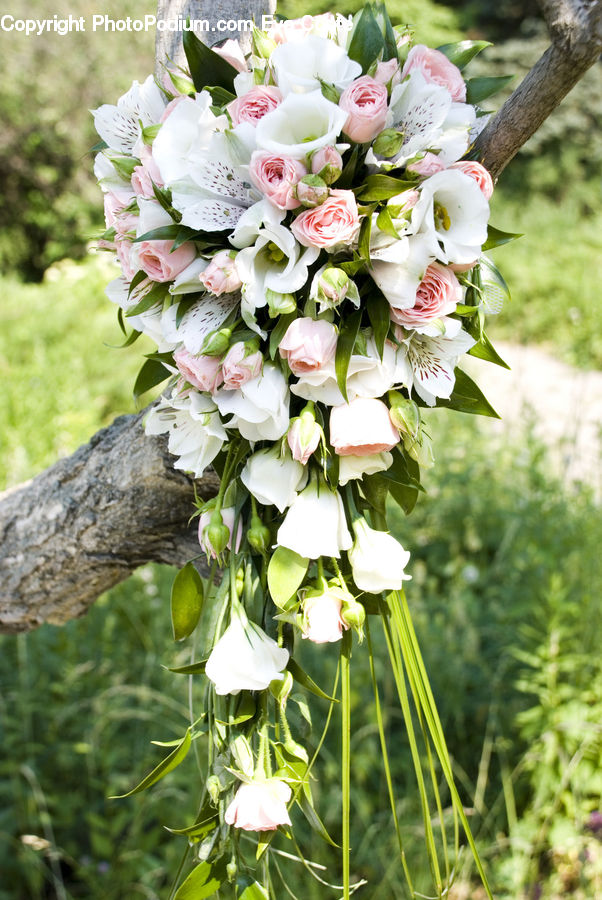Flower, Flower Arrangement, Flower Bouquet, Blossom, Flora, Plant, Floral Design