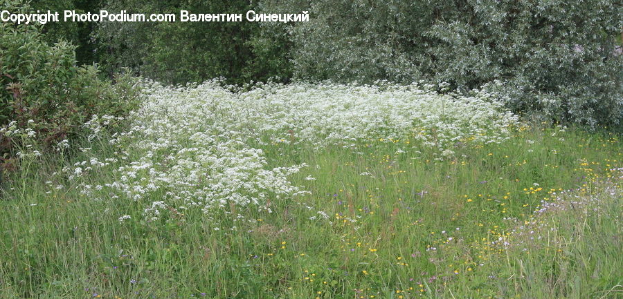 Field, Grass, Grassland, Plant, Vegetation, Conifer, Tree
