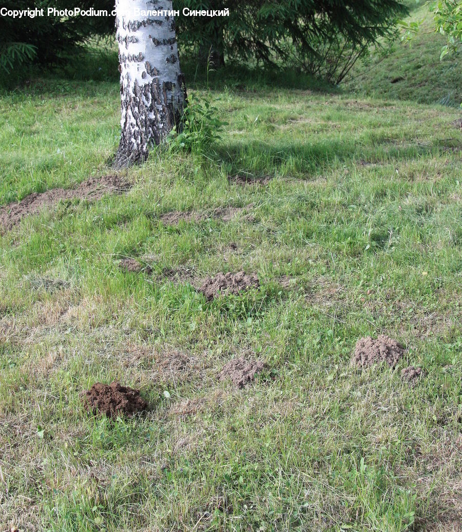 Birch, Tree, Wood, Field, Grass, Grassland, Plant