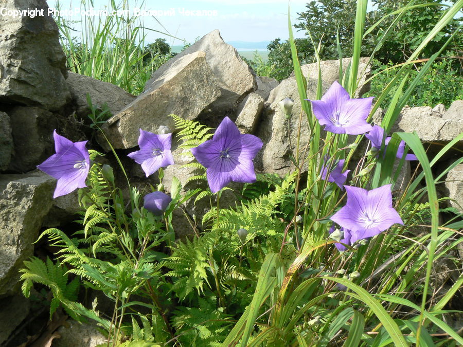 People, Person, Fern, Plant, Human, Flora, Flower