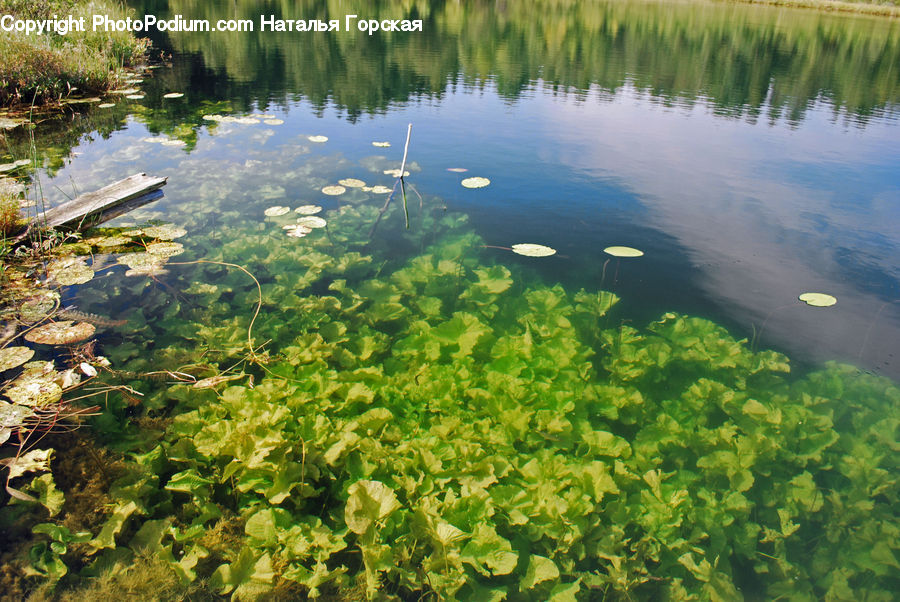 Outdoors, Pond, Water, Land, Marsh, Swamp, Blossom