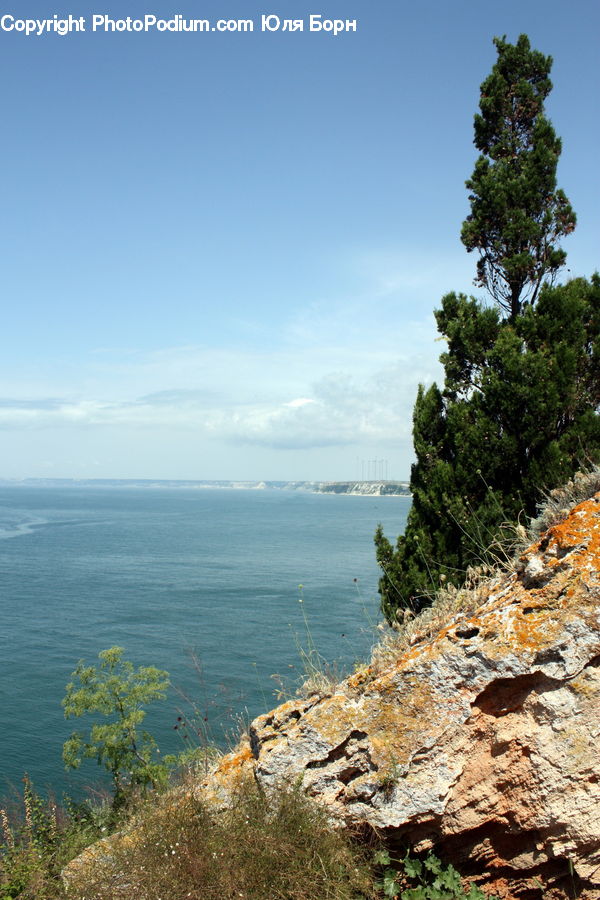 Cliff, Outdoors, Conifer, Fir, Pine, Plant, Spruce