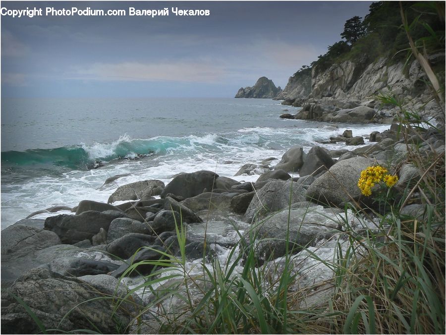 Ocean, Outdoors, Sea, Water, Coast, Apiaceae, Blossom