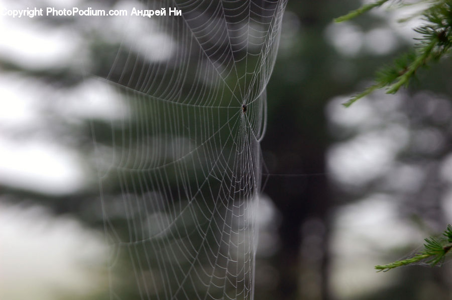 Arachnid, Garden Spider, Insect, Invertebrate, Spider, Conifer, Fir