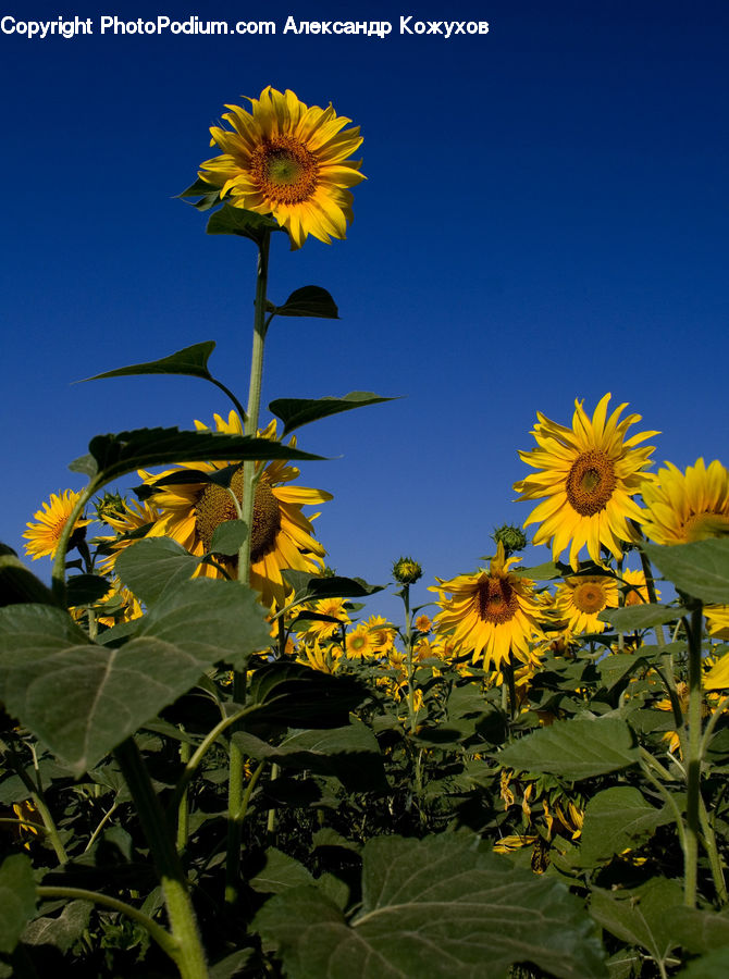 Blossom, Flora, Flower, Plant, Sunflower, Dandelion, Vine