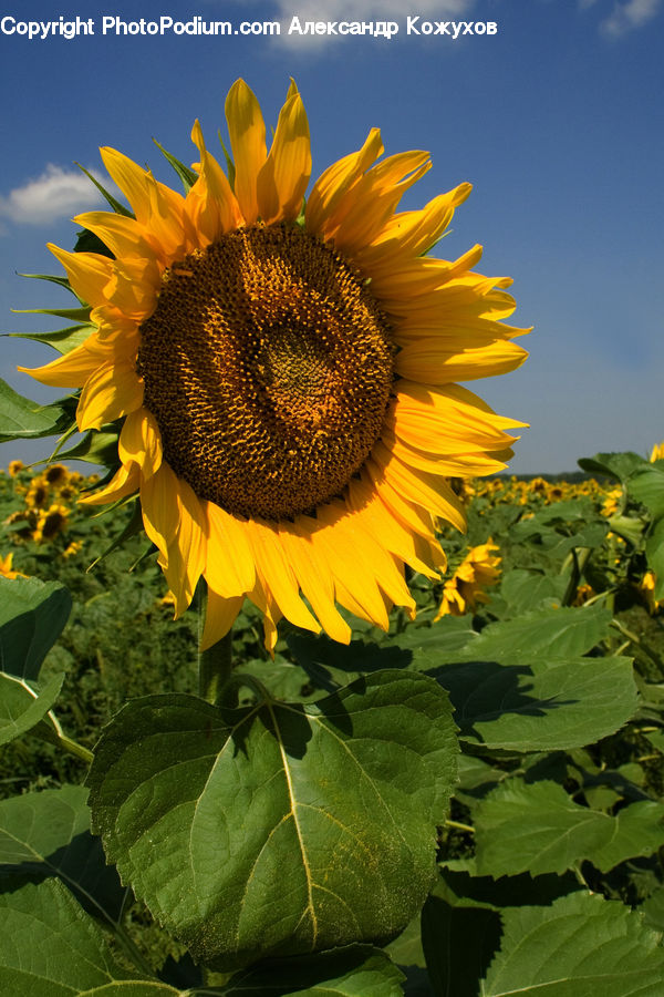 Blossom, Flora, Flower, Plant, Sunflower