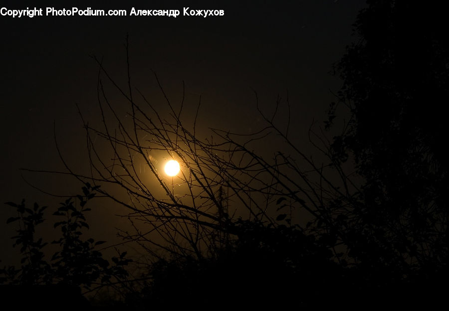 Silhouette, Astronomy, Moon, Night, Outdoors, Space, Plant