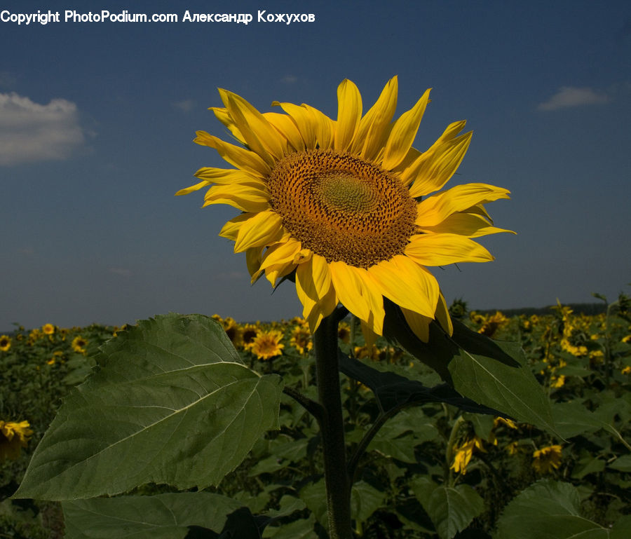 Blossom, Flora, Flower, Plant, Sunflower, Leaf, Oak