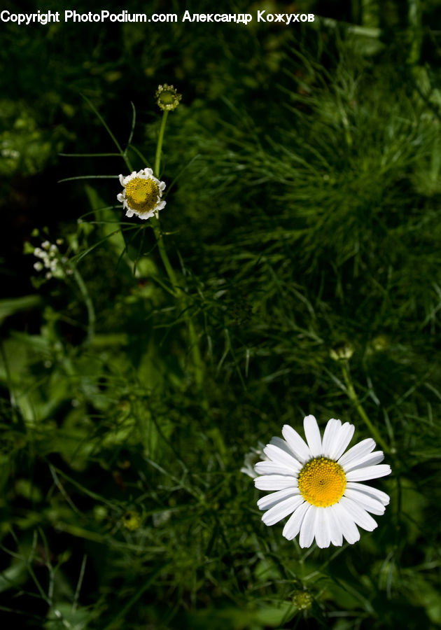 Asteraceae, Blossom, Flora, Flower, Plant, Daisies, Daisy