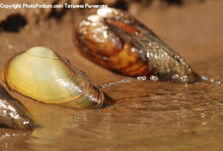 Clam, Seashell, Invertebrate, Snail