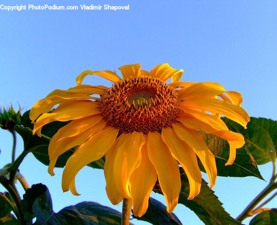 Blossom, Flora, Flower, Plant, Sunflower, Lily, Asteraceae