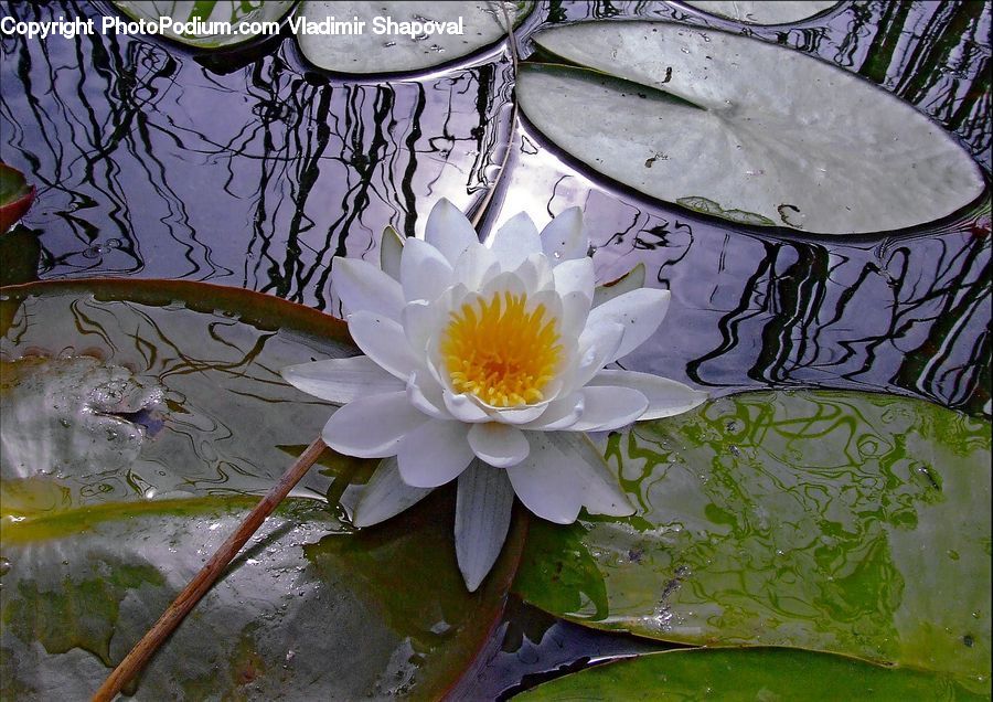 Flower, Lily, Plant, Pond Lily, Blossom, Flora, Daisies