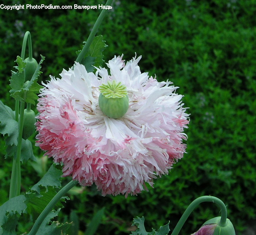 Blossom, Flower, Peony, Plant, Flora, Carnation, Dahlia