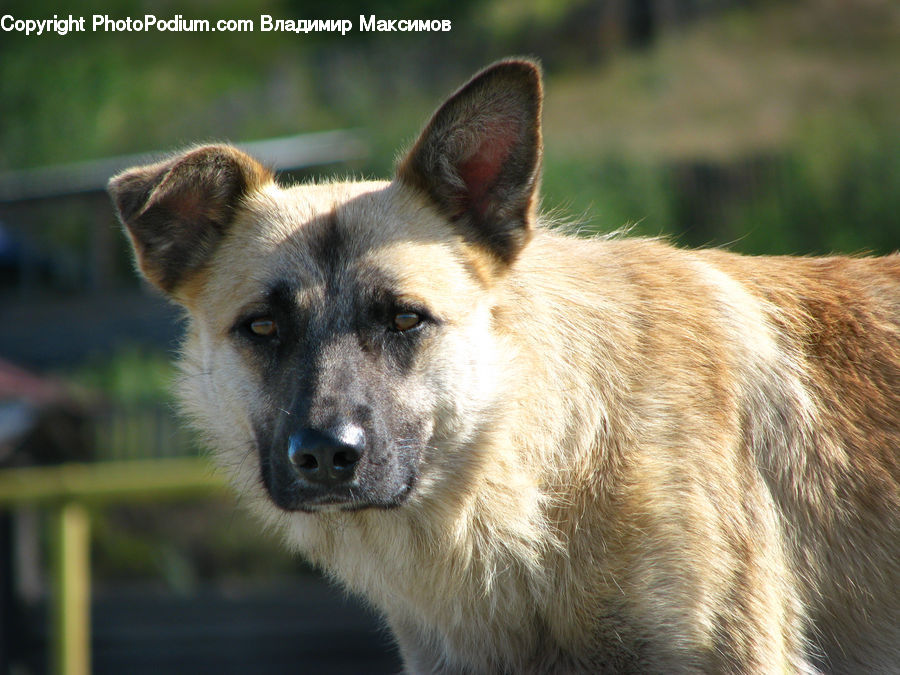 Animal, Canine, Dog, German Shepherd, Mammal, Pet, Husky