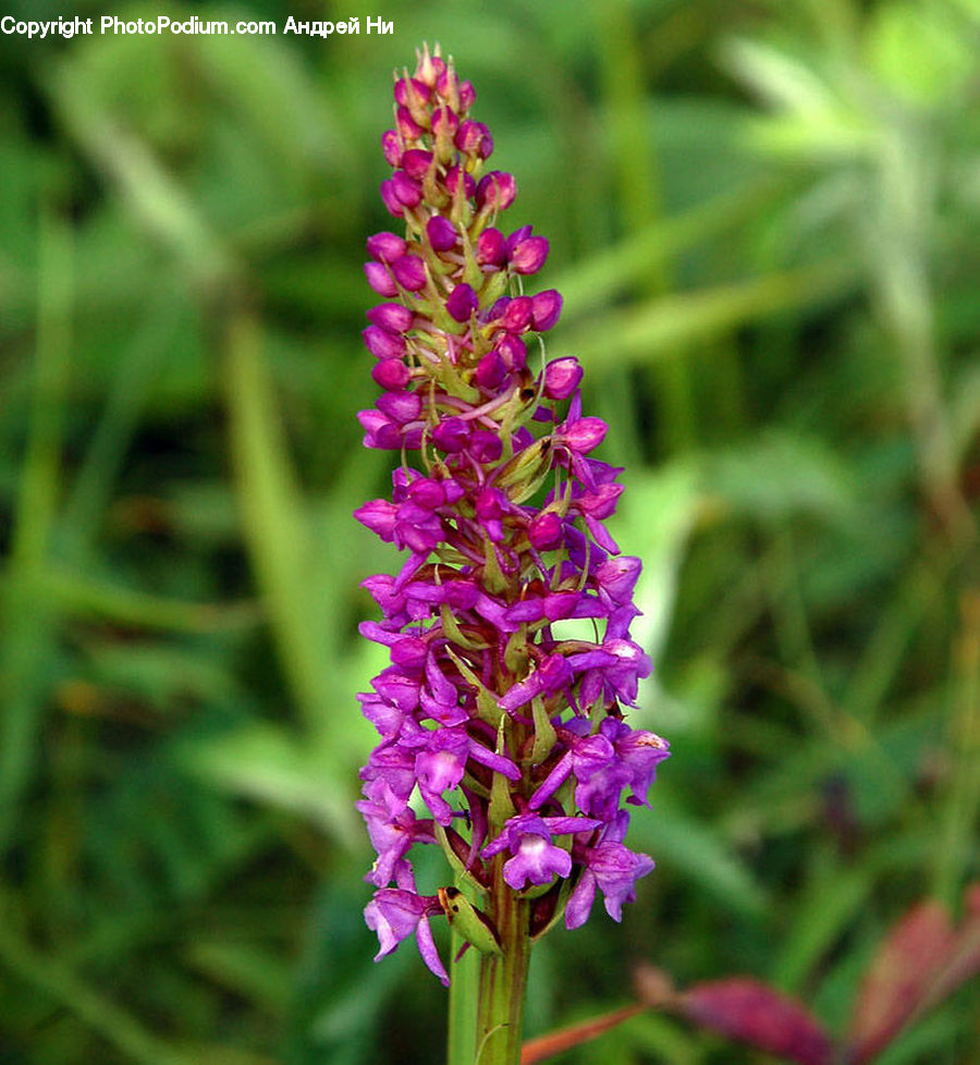 Blossom, Flora, Flower, Plant, Foxglove, Lupin, Crocus