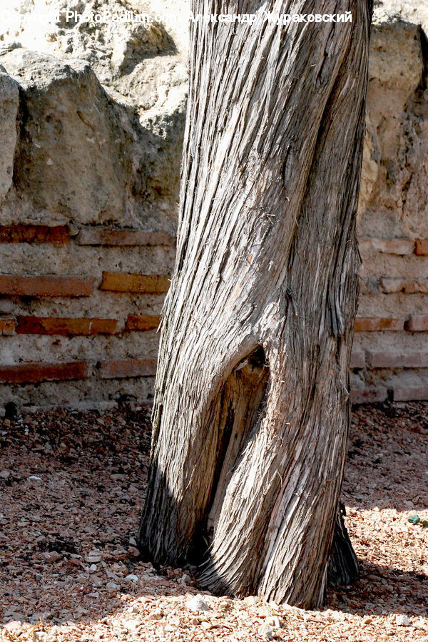 Tree Trunk, Wood, Field, Grass, Grassland, Plant