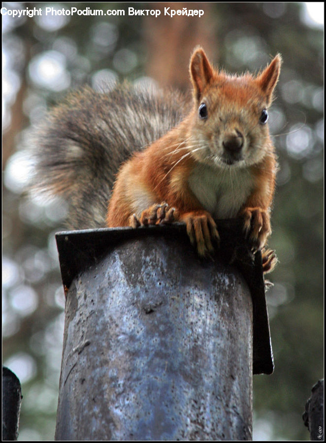 Animal, Mammal, Rodent, Squirrel, Field, Grass, Grassland