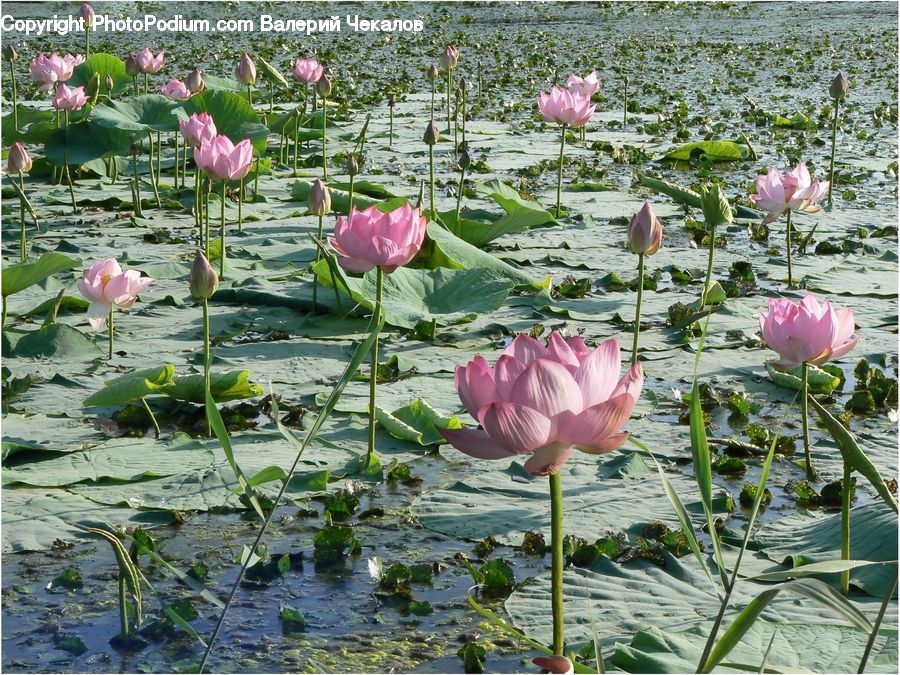 Flower, Lily, Plant, Pond Lily, Blossom, Flora, Outdoors