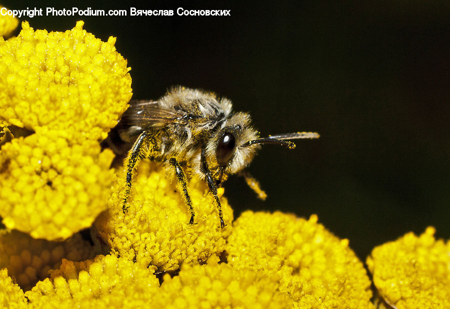 Bee, Insect, Invertebrate, Bumblebee, Honey Bee, Andrena, Apidae