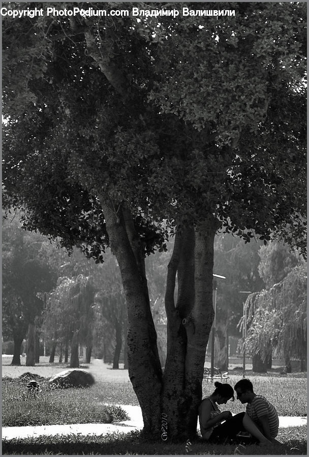 People, Person, Human, Bench, Plant, Tree, Park Bench