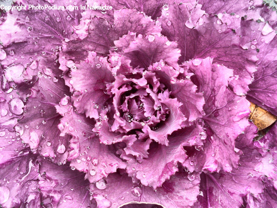 Cabbage, Kale, Produce, Vegetable, Blossom, Carnation, Flower