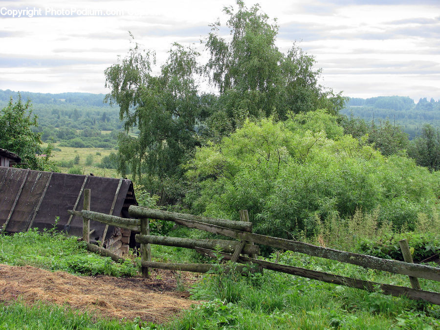 Oak, Sycamore, Tree, Tree Trunk, Wood, Plant, Willow