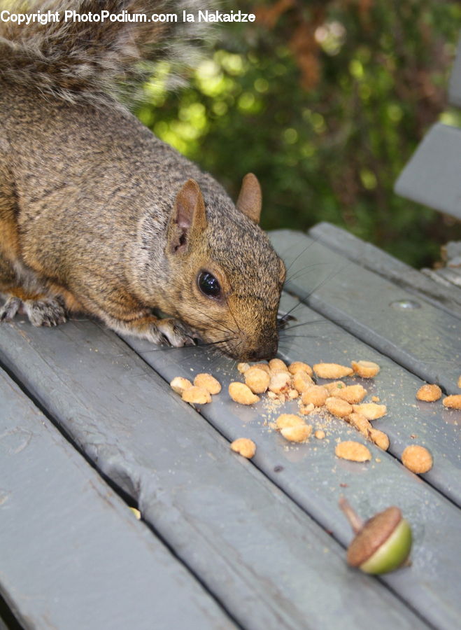 Animal, Mammal, Rodent, Squirrel