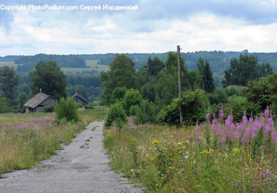 Dirt Road, Gravel, Road, Lavender, Plant, Vegetation, Conifer
