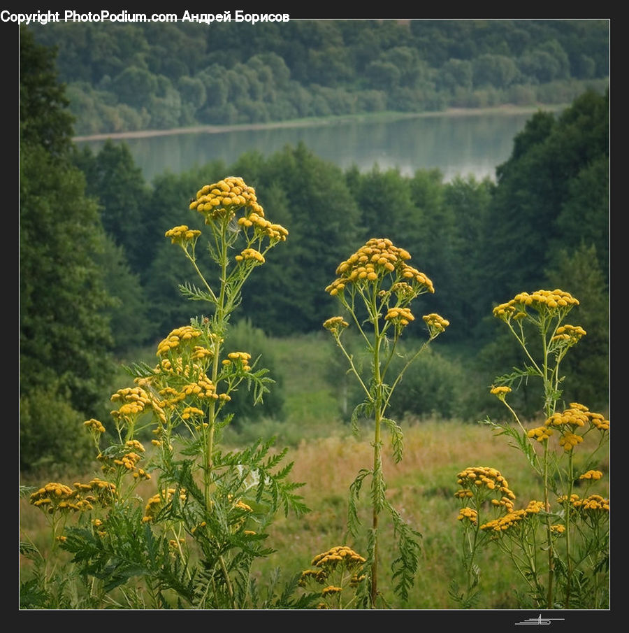 Flower, Mimosa, Plant, Asteraceae, Blossom, Flora, Apiaceae