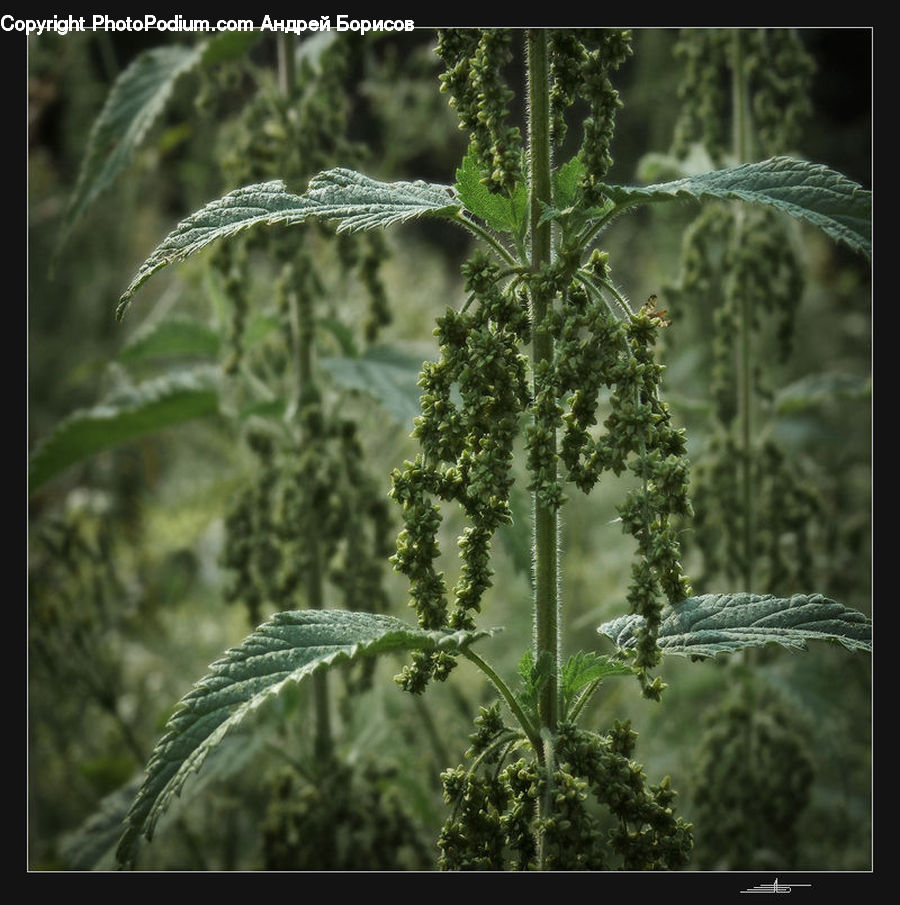 Forest, Jungle, Rainforest, Vegetation, Dill, Plant, Conifer