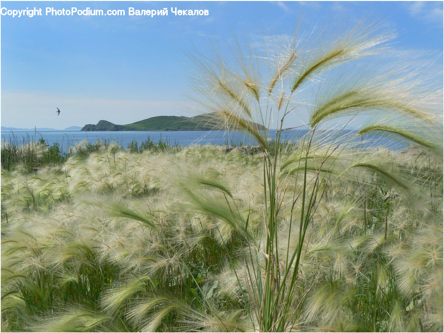 Field, Grass, Grassland, Plant, Grain, Wheat, Vegetation