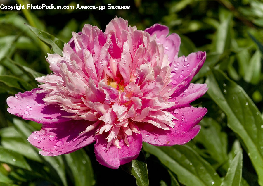 Blossom, Flower, Peony, Plant, Carnation, Flora, Asteraceae