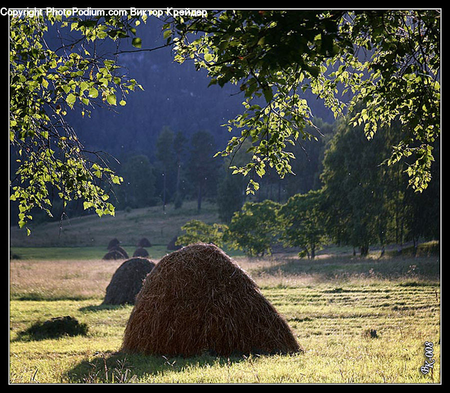 Countryside, Hay, Straw, Plant, Tree, Bush, Vegetation