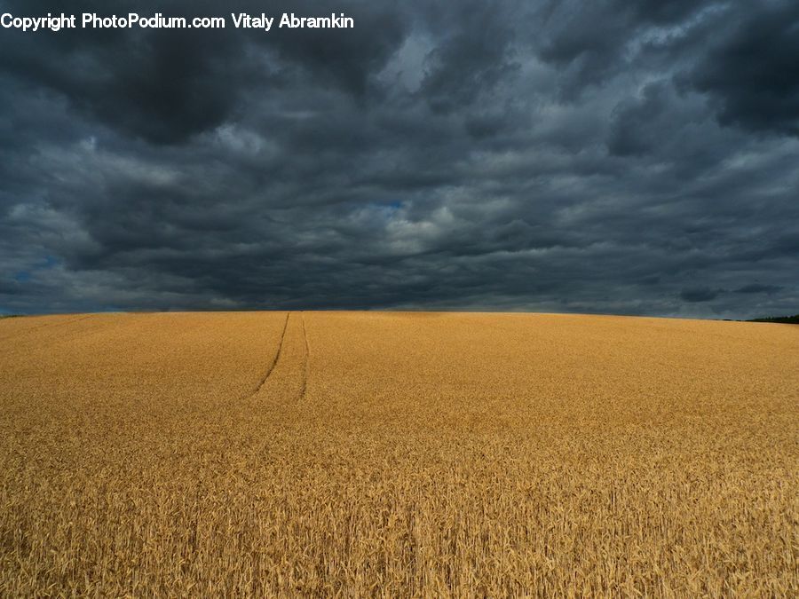 Grain, Wheat, Dirt Road, Gravel, Road