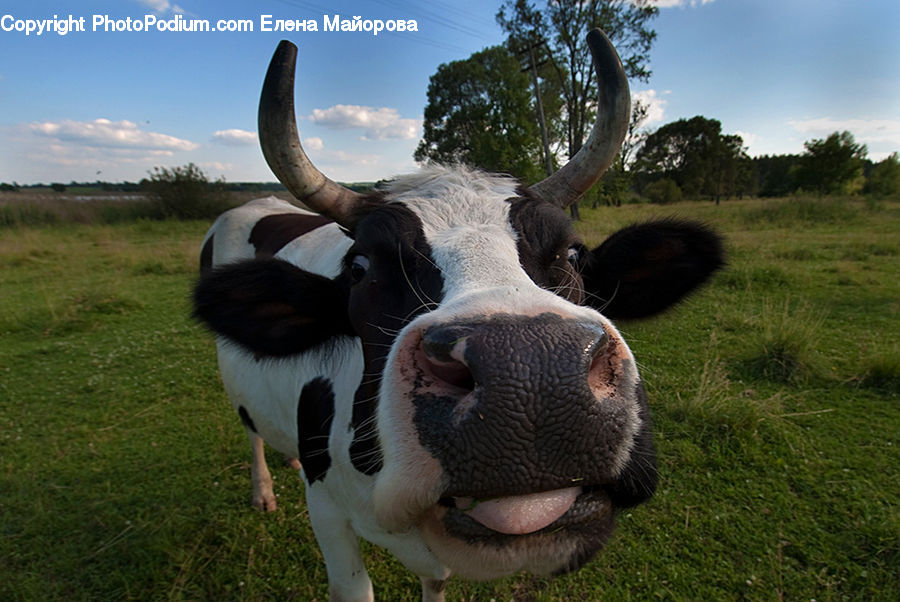 Animal, Cattle, Cow, Dairy Cow, Mammal, Angus, Bull