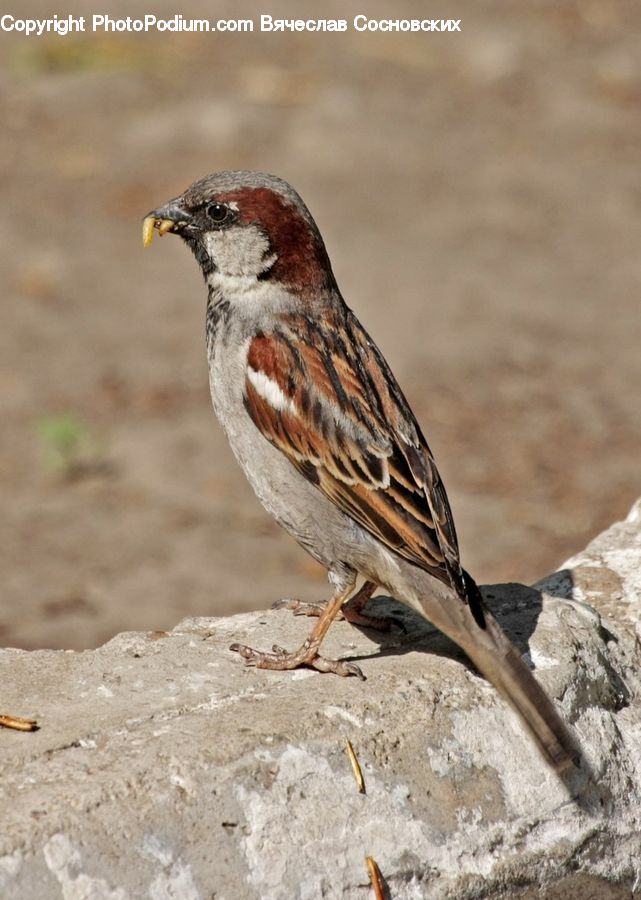Bird, Sparrow, Anthus, Finch