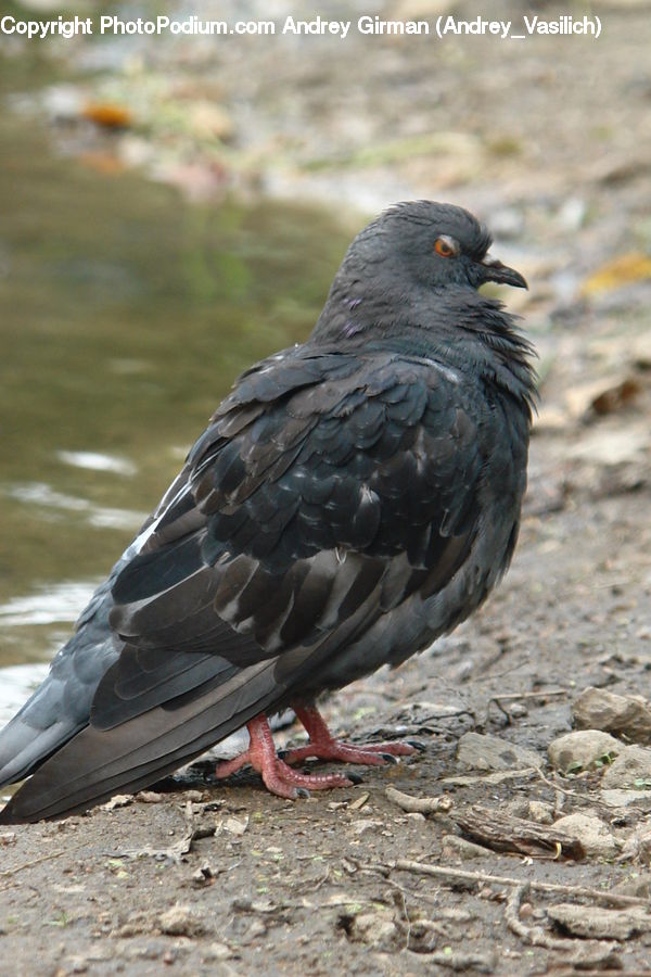 Bird, Blackbird, Dove, Pigeon