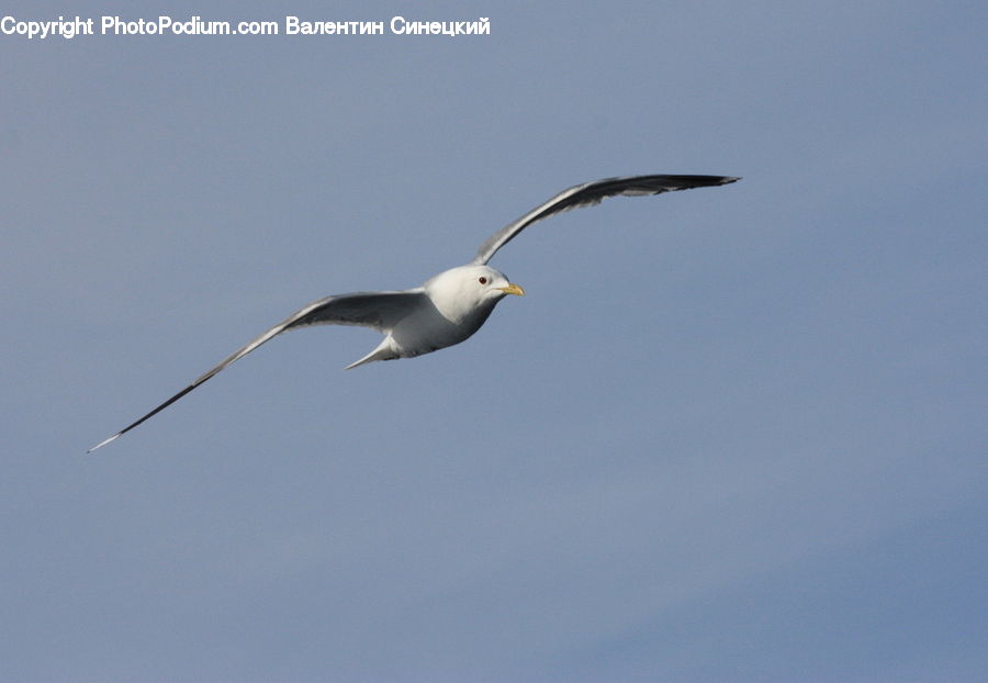 Bird, Seagull, Albatross, Booby