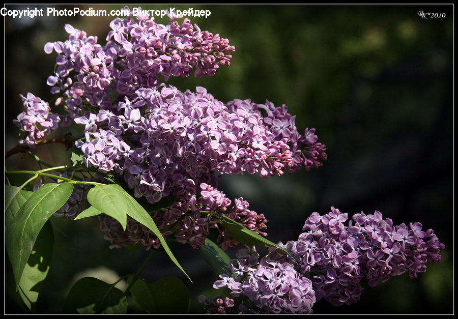 Blossom, Flower, Lilac, Plant, Flora, Geranium, Bush