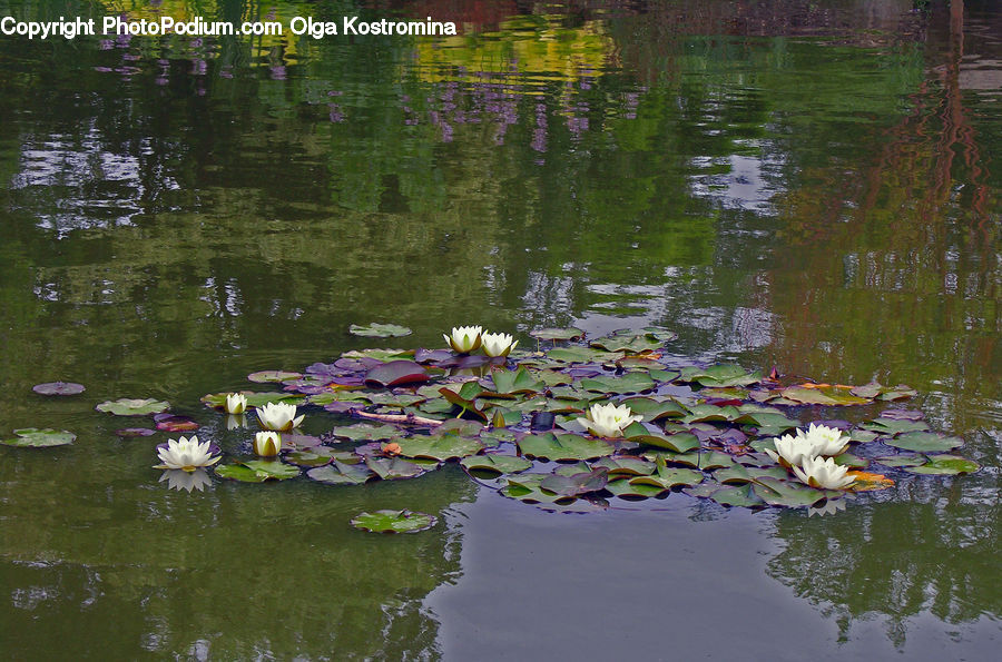 Outdoors, Pond, Water, Flower, Lily, Plant, Pond Lily